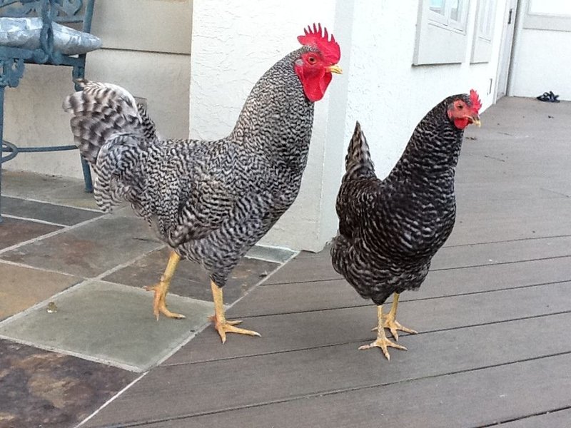 Chicken road in Netherlands
